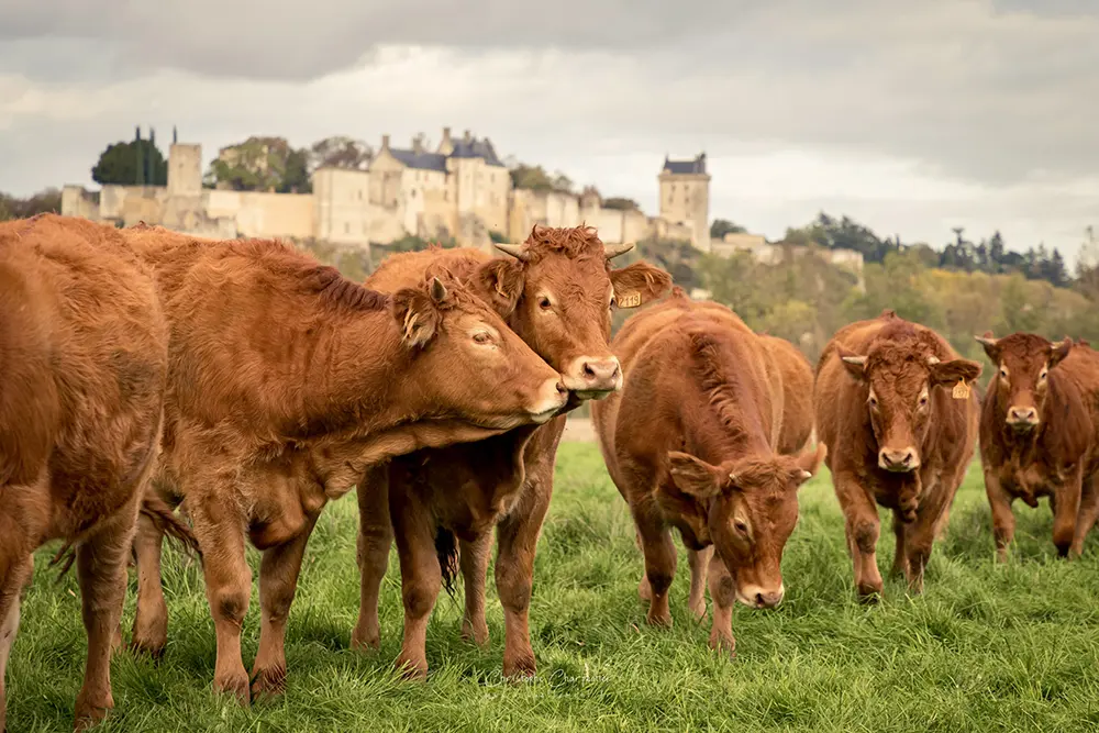 Vaches de la Ferme du Grand Contray